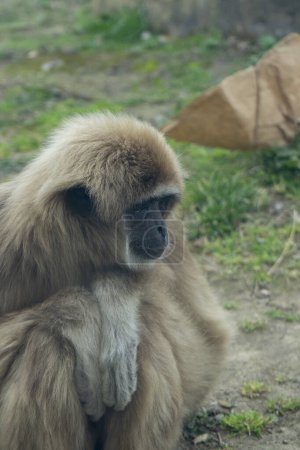 Wildgeflüster: Gibbons kommunizieren durch Gesten