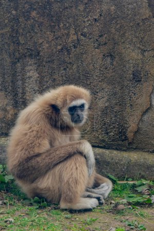 Gibbon à joues blanches, Madrid, Espagne