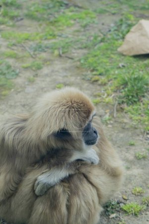Curious Connections: Gibbons Exploring Their World
