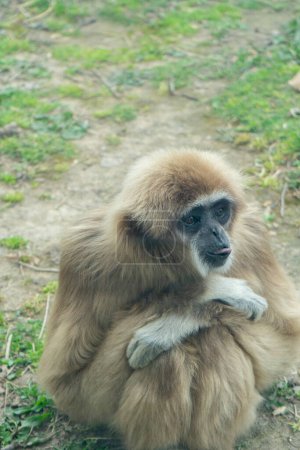 Gibbon assis sur le sol dans le parc, Thaïlande.