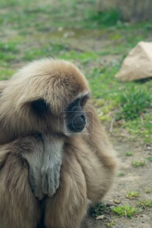 Gibbon sitting on the ground and looking at the camera.