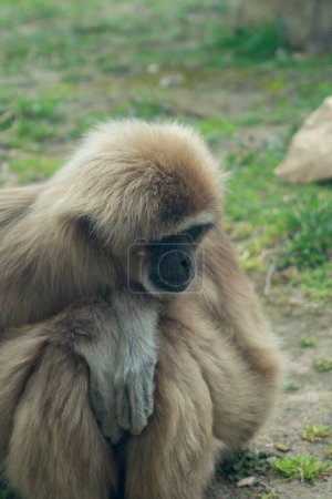 Gibbon sitzt auf dem Gras in einem Zoo. Nahaufnahme