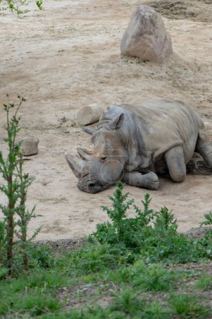 Gigantic Solitaire: The Magnificent Solitude of the Rhinoceros