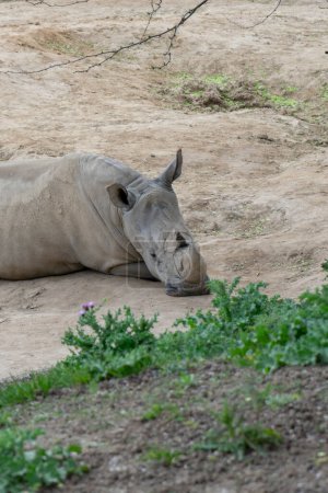 Contemplation silencieuse : Le rhinocéros en méditation