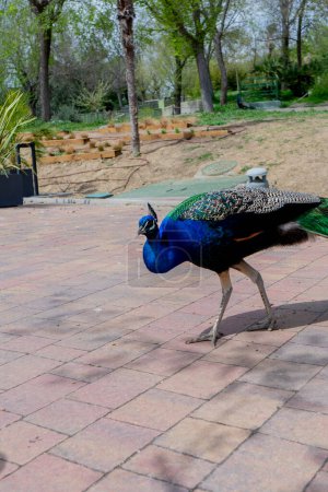 Vivid Elegance: The Striking Plumage of the Peacock
