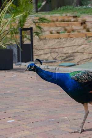 Graceful Grandeur: A Peacock's Colorful Charm