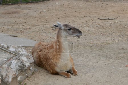 brown and white llama lying sunbathing