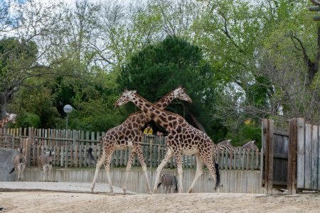 Giraffen in einem Zoo in Paris, Frankreich an einem sonnigen Tag