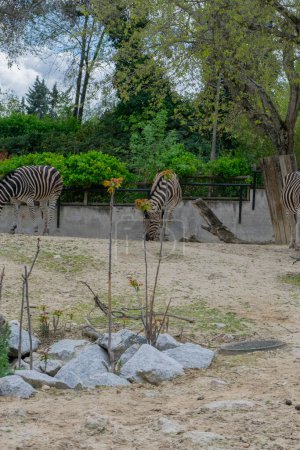 Zebras fressen Gras entspannt, ruhig