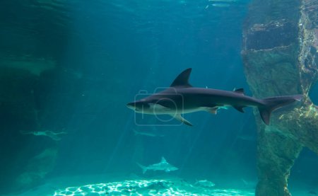 Téléchargez les photos : L'image montre un requin de récif à pointe noire. - en image libre de droit