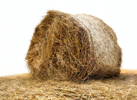 Photo for Hay in straw bale - Royalty Free Image