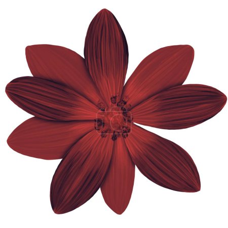 Fleur pétales rouges floral