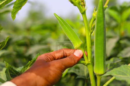 Close up of harvesting okra vegetable. Okra. Farmer plucking okra vegetable. Plucking ladyfingers vegetable. Harvesting Ladyfingers. Harvesting okra. Vegetables harvesting concept. Selective focus.