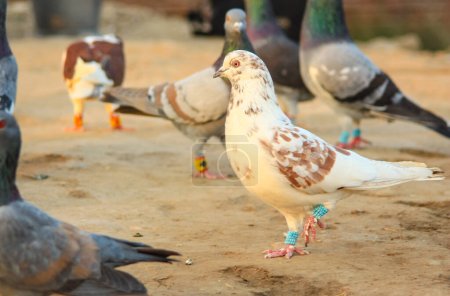 Close Up of beautiful homing pigeons. View of pigeons in the front of pigeon cages. Pigeons in urban environment. Homing or carrier pigeon. Racer pigeons. Message Bird. Rural environment.