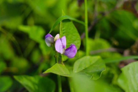 Photo for Close up of the Beautiful purple cowpea flower blooming in the garden. Pink flower of the Vigna unguiculat. Cowpeas flower. With selective focus on the subject. - Royalty Free Image
