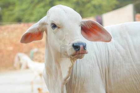Capture American Brahman cow. Baby cow of American Brahman breed. The Brahman is an American breed of zebuine-taurine hybrid beef cattle. Pakistani cow. Milk giving animal. Herds. Selective Focus.
