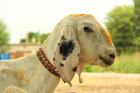 Foto de Close up of the Barbari goat eating grass in farm. Goat grazing in farm. Grazing castles. Barbari goat breed in India and Pakistan. Face closeup of a beautiful goat while eating grass. - Imagen libre de derechos
