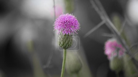 Blurred pink Blessed milk thistle flower, close up, shallow dof. Silybum marianum herbal remedy. Medical plants. Cardus marianus, Marian Thistle, Mary Thistle, Saint Mary's Thistle.