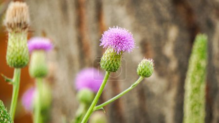 Blurred pink Blessed milk thistle flower, close up, shallow dof. Silybum marianum herbal remedy. Medical plants. Cardus marianus, Marian Thistle, Mary Thistle, Saint Mary's Thistle.