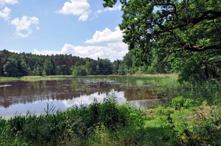 Téléchargez les photos : Étang Hubertus dans le Parc du Jardin Dendrologique de Lipno, Pologne. - en image libre de droit
