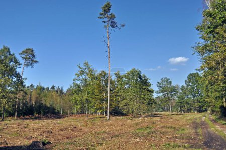 Photo for A lonely, high pine on a felling in the forest, against the background of the forest in the distance and the blue sky with several clouds. - Royalty Free Image