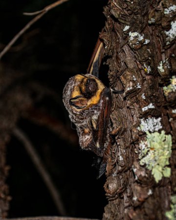 Foto de Un primer plano de un murciélago descansando sobre un árbol - Imagen libre de derechos