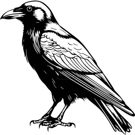 Realistic Raven Bird Standing Profile