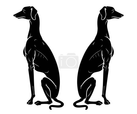 Photo for Greyhound Dog Sitting, Silhouette Illustration - Royalty Free Image
