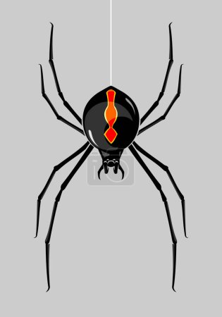 Photo for Black Widow Poisonous Spider, hanging. - Royalty Free Image