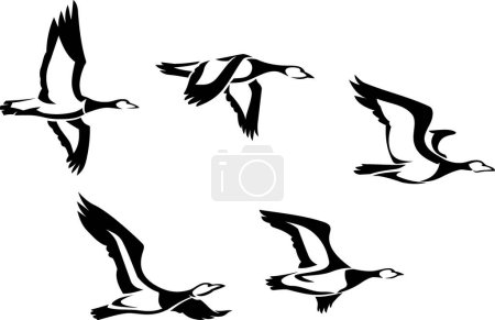 Photo for Wild Ducks Flying Set, Side View Illustration - Royalty Free Image
