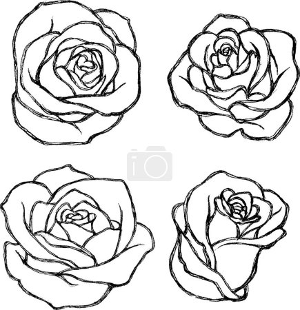 Photo for Sketch Rose Flower Set-Variations of hand drawn rose - Royalty Free Image