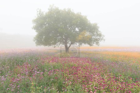 autumn field scenery with cosmos blooming