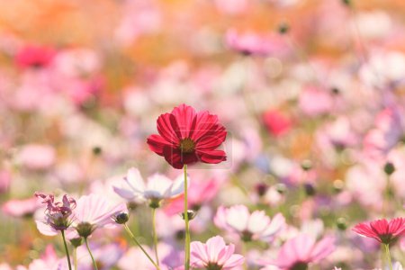 autumn field scenery with cosmos blooming