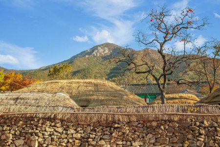 Photo for Autumn scenery of Korean traditional village with persimmon tree and thatched house - Royalty Free Image
