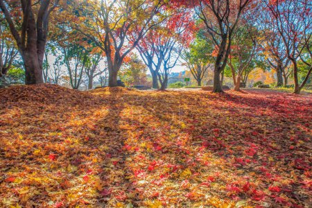 Photo for Beautiful scenery of the forest with autumn foliage - Royalty Free Image