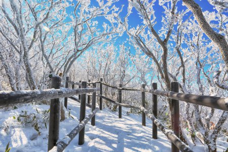 Téléchargez les photos : Route hivernale enneigée dans une forêt de montagne. Beau paysage d'hiver. - en image libre de droit