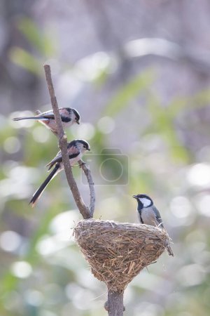 Photo for A white-eye bird sitting on a branch - Royalty Free Image