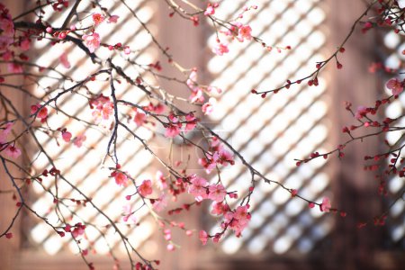 Foto de Paisaje primaveral del Templo Tongdosa en Yangsan, Corea con flores de ciruela roja - Imagen libre de derechos