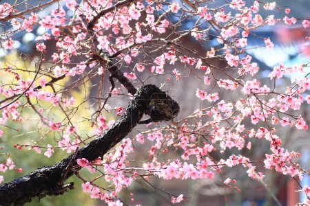 Foto de Paisaje primaveral del Templo Tongdosa en Yangsan, Corea con flores de ciruela roja - Imagen libre de derechos