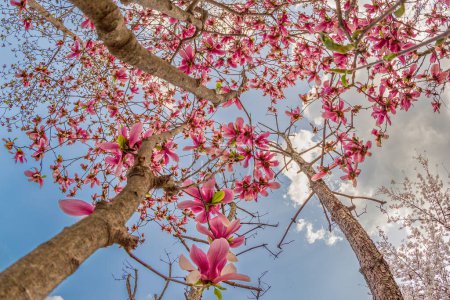Foto de Una vista de flores de magnolia rosa floreciendo - Imagen libre de derechos