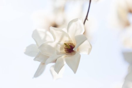 Foto de Una vista de flores de magnolia floreciendo - Imagen libre de derechos