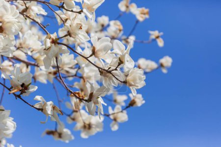 Foto de Una vista de flores de magnolia floreciendo - Imagen libre de derechos