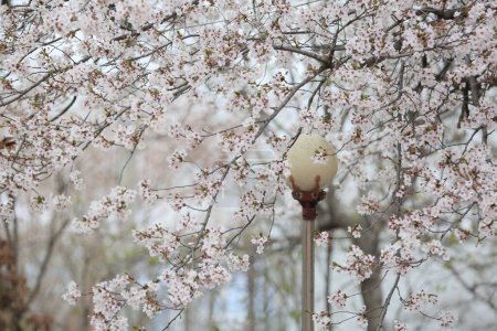 Téléchargez les photos : Fleur de cerisier le long de la belle route en Corée - en image libre de droit