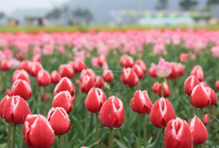 Foto de Paisaje primaveral de campos a lo largo del río Nakdong de Corea con tulipanes floreciendo - Imagen libre de derechos