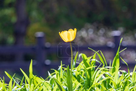 Foto de Paisaje primaveral de campos a lo largo del río Nakdong de Corea con tulipanes floreciendo - Imagen libre de derechos