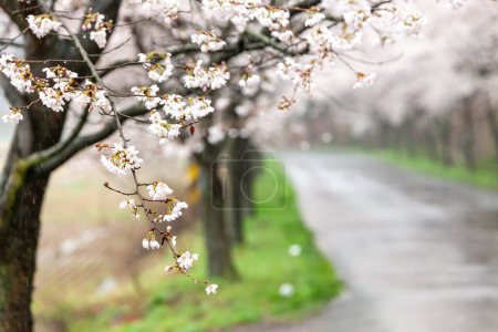 Foto de Escénica vista de primavera de un sinuoso camino de jardín forrado por hermosos cerezos en flor - Imagen libre de derechos