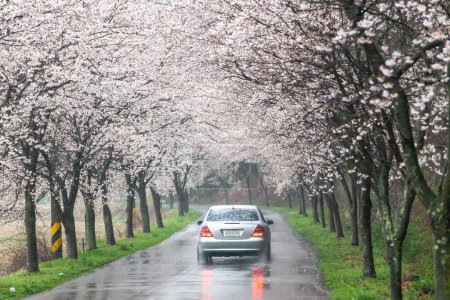 Foto de Escénica vista de primavera de un sinuoso camino de jardín forrado por hermosos cerezos en flor - Imagen libre de derechos