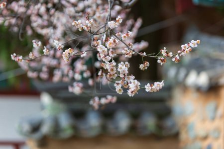 Foto de Paisaje de primavera con valla hanok y flores de ciruela - Imagen libre de derechos