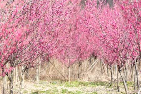 Téléchargez les photos : Une vue des fleurs de prunier en fleur - en image libre de droit
