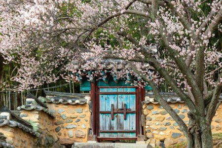 Paysage printanier avec clôture Hanok et fleurs de prunier